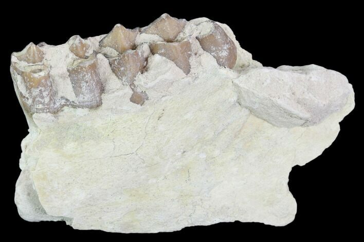 Oreodont (Leptauchenia) Jaw Section - South Dakota #101825